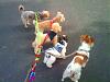 A dog walkers dream!!!-2010-11-05_13.21.56.jpg