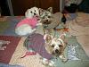 our new lewisdog sweaters-dscn0726.jpg