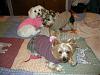our new lewisdog sweaters-dscn0725.jpg