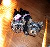 Treble (My baby girl) and Yogi (My parents new puppy) in their fall sweaters!-yogitreblesmaller.jpg