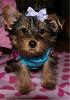 1st Picture of Snookie-oct2010halloween510-1.jpg