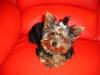 pic of lulu at 5 months old-dsc00598.jpg