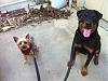 Jackson and his Rottweiler pal-jacksonrottweiler2.jpg