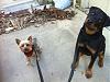 Jackson and his Rottweiler pal-jacksonrottweiler3.jpg