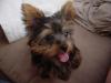 Let's see your tongue pictures!-dsc06050.jpg