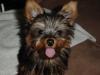 Let's see your tongue pictures!-dsc06065.jpg