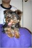 Let's see your tongue pictures!-tongue1.jpg