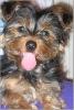 Let's see your tongue pictures!-tongue2.jpg