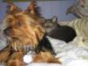 Fighting like Cats and Dogs.-img_0260.jpg