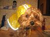 EveryYORKIE needs a raincoat on a rainy day!-fall-animals-015.jpg
