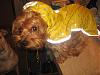 EveryYORKIE needs a raincoat on a rainy day!-fall-animals-014.jpg