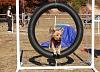 Jackson's Agility pictures-agility-nov-2010-125-.jpg