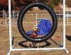 Jackson's Agility pictures-agility-nov-2010-129-.jpg