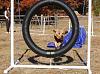 Jackson's Agility pictures-agility-nov-2010-132-.jpg