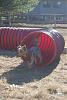 Jackson's Agility pictures-agility-nov-2010-253-.jpg