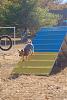 Jackson's Agility pictures-agility-nov-2010-245-.jpg