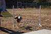 Jackson's Agility pictures-agility-nov-2010-234-.jpg