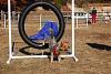 Jackson's Agility pictures-agility-nov-2010-130-.jpg