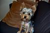 Does Yorkie Talk love PRINCE?!-dsc_1127.jpg
