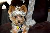 Does Yorkie Talk love PRINCE?!-dsc_1177.jpg