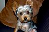 Does Yorkie Talk love PRINCE?!-dsc_1123.jpg