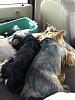 Do your furkids sleep together?-3.jpg
