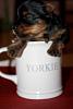 I know there's no such thing as a "teacup yorkie"...but....-149965_1623155053348_1070618907_1748681_6481665_n.jpg