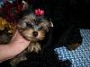 Our new baby Teddi-100_0145.jpg