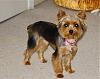 Tinkerbell's new haircut-_ema1561.jpg