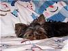 Harley loves mommy's new sheets-sleepy1.jpg
