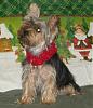 Bella is almost a year old!-christmas-bella-1-516-x-600-.jpg