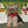 Bella is almost a year old!-christmas-bella-2-592-x-600-.jpg
