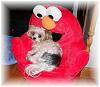 Lookout Peanut!!-peanut-elmo.jpg