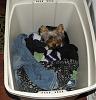 Bella knows when she needs a bath!-bella-laundry-576-x-600-.jpg
