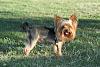 Show your babies then and now!-dog-park-sept9-019.jpg