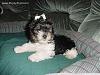 Show your babies then and now!-elvis-pup.jpg