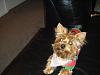 Louie from Breny's "6 pack" FIRST haircut!!-014.jpg