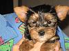 Introducing our FIRST Yorkie!-img_1393.jpg