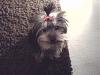 Time for you to all see Poppy!!-rsz_groomers_050.jpg