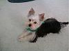 Brady's First Grooming Session-1207101604-00.jpg