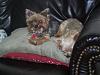 First Attempt at Grooming-100_1774-resize-2.jpg