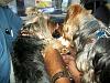 Tuffys' Christmas card...-sugar-kissing-tuffy.jpg