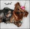 My Sweet "Sasha" new photos :)-ssashatickleframe.jpg