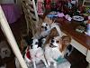 Christmas play-date for 11 pupsters today!-play-date_christmas_gift_exchange_12-13-10_016.jpg