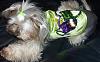 Getting ready for Mardi Gras...-157034_168289246540223_100000774474989_276231_5123103_n.jpg