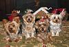 It's our Christmas Picture!!!-christmas-2010-dogs-clearer.jpg