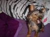 Let's see your tongue pictures!-dsc00548-400-x-300-.jpg