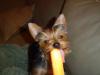 Let's see your tongue pictures!-dsc00790-400-x-300-.jpg