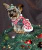 Chloe's Christmas Pics!-sam_0371-copy.jpg