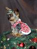 Chloe's Christmas Pics!-sam_0376-copy.jpg